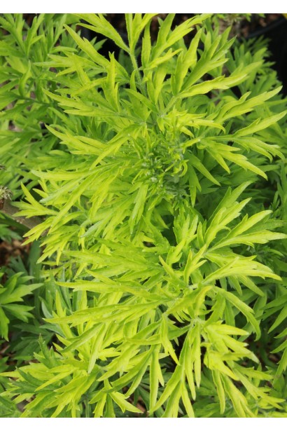 Бузина черная Голден Тауэр рассеченные салатовые листья